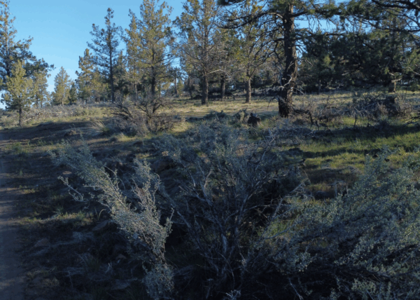 4.57 acres near Bonanza, OR - Image 5