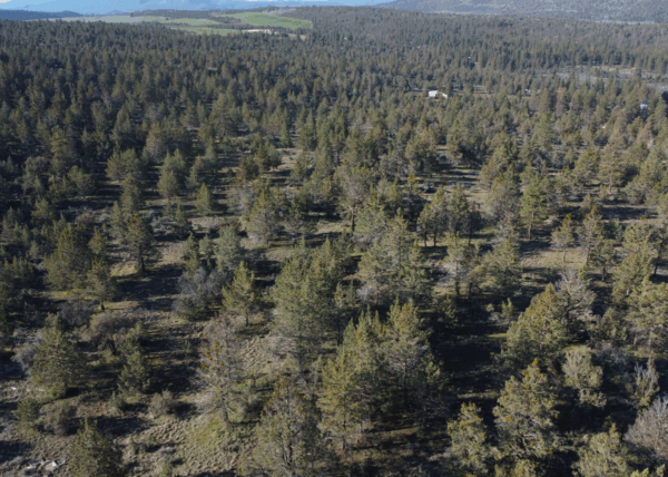 4.57 acres near Bonanza, OR - Image 6