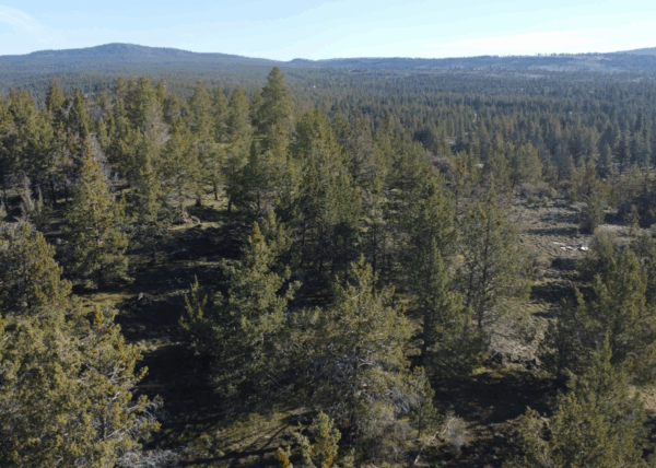 4.57 acres near Bonanza, OR - Image 7