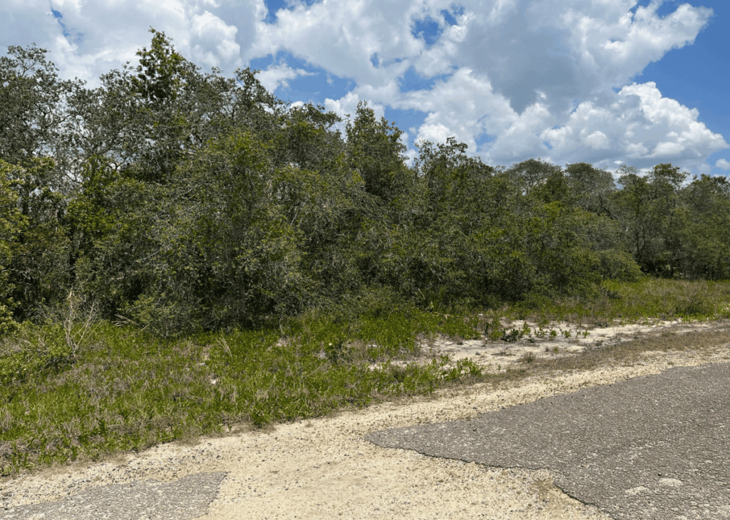 Dense scrub and small trees along a gravel roadside beneath a bright blue, partly cloudy sky.