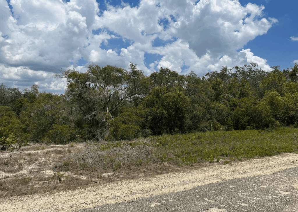 Gravel road shoulder with low shrubs and dense trees at the roadside under a blue sky with fluffy white clouds.