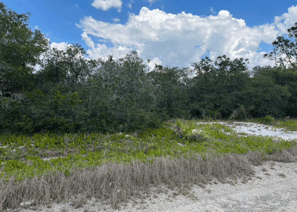 Dense green shrubbery and trees behind a gravel path under a blue sky with clouds.