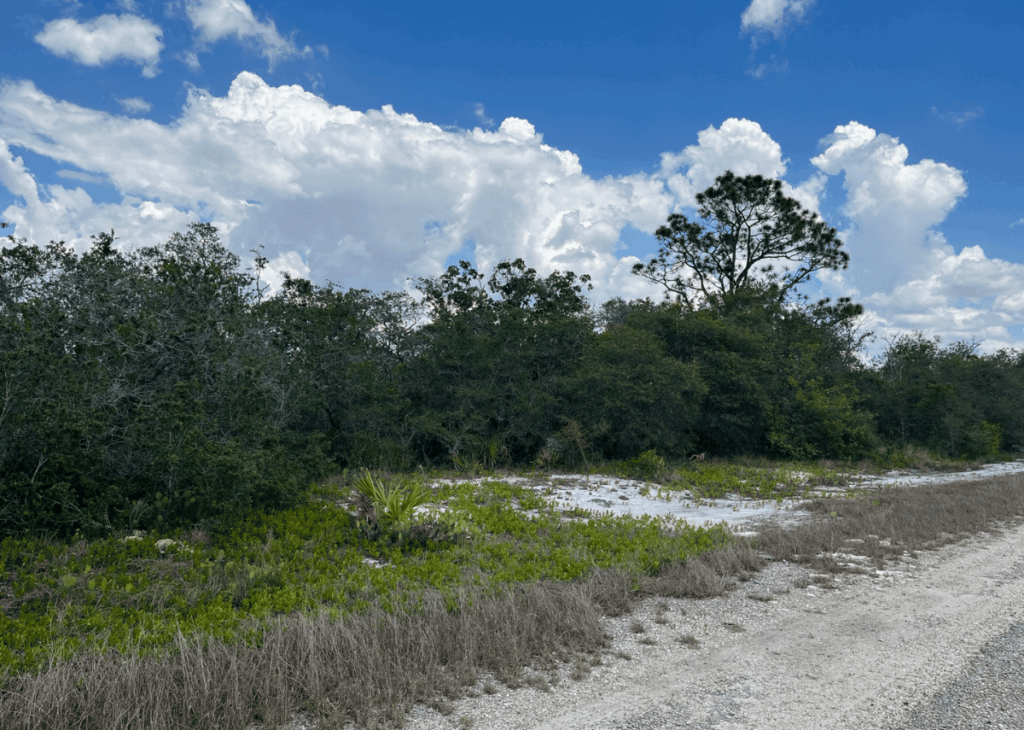 Gravel road beside scrubby vegetation and a treeline under a bright blue sky with white clouds.