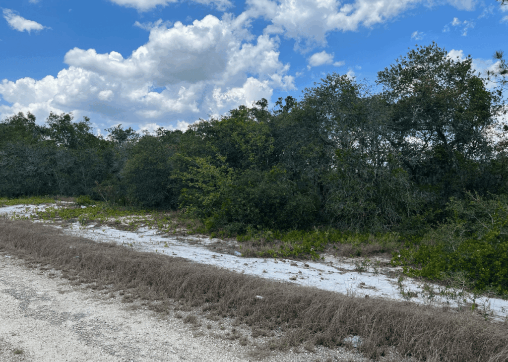 Dry, sandy roadside with low brush and dense green trees under a partly cloudy blue sky.